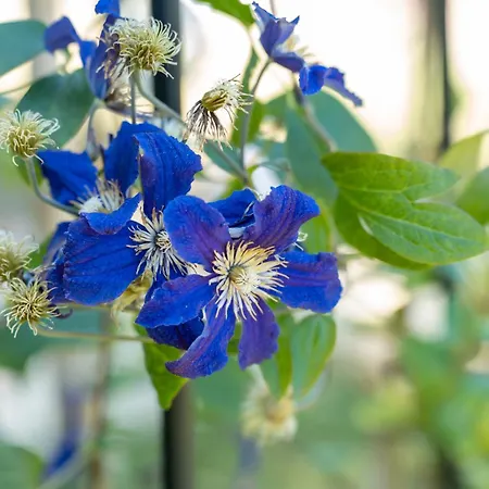 Les D'arrauntz Отель типа 