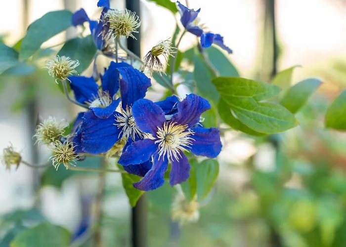 Les D'arrauntz Отель типа 